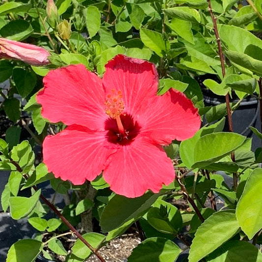 Hibiscus Tropical Painted Lady Flowering Shrub (Rosy Reddish Pink Flowers) in 10 in. (3 Gal.) Grower Pot