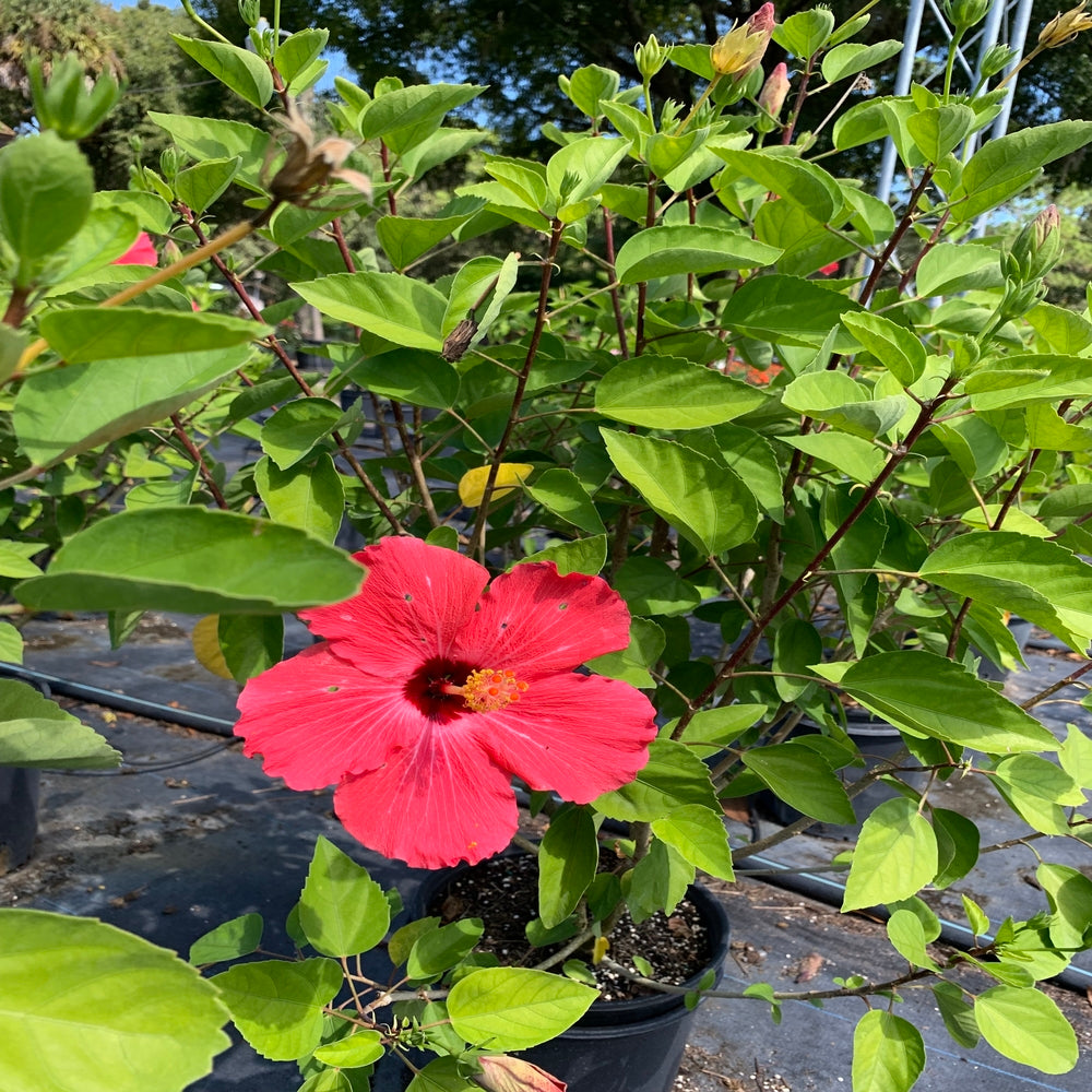 Hibiscus Tropical Painted Lady Flowering Shrub (Rosy Reddish Pink Flowers) in 10 in. (3 Gal.) Grower Pot