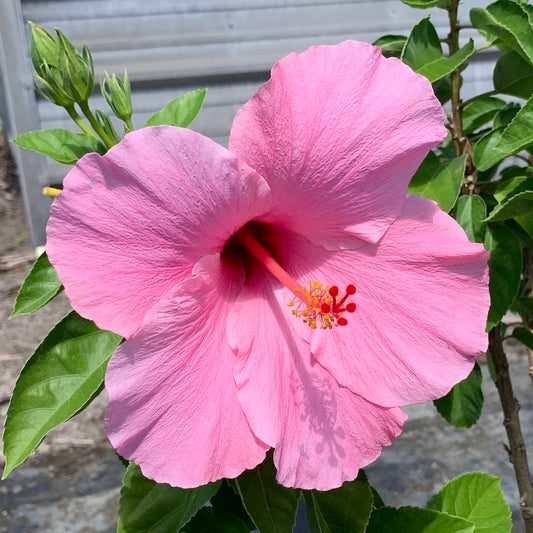 Hibiscus Tropical Seminole Pink Flowering Shrub (Single Pink Flowers) in 10 in. (3 Gal.) Grower Pot