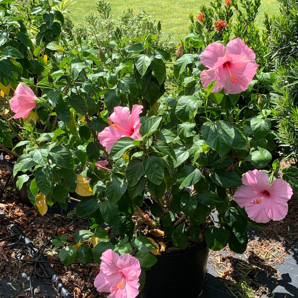 Hibiscus Tropical Seminole Pink Flowering Shrub (Single Pink Flowers) in 10 in. (3 Gal.) Grower Pot