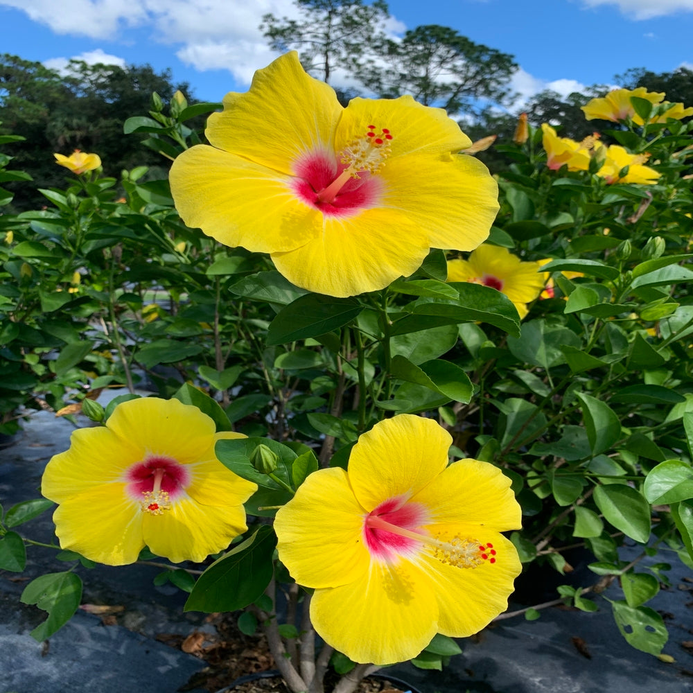 Hibiscus Tropical Yellow Shrub (Yellow Flowers) in 10 in. (3 Gal.) Grower Pot