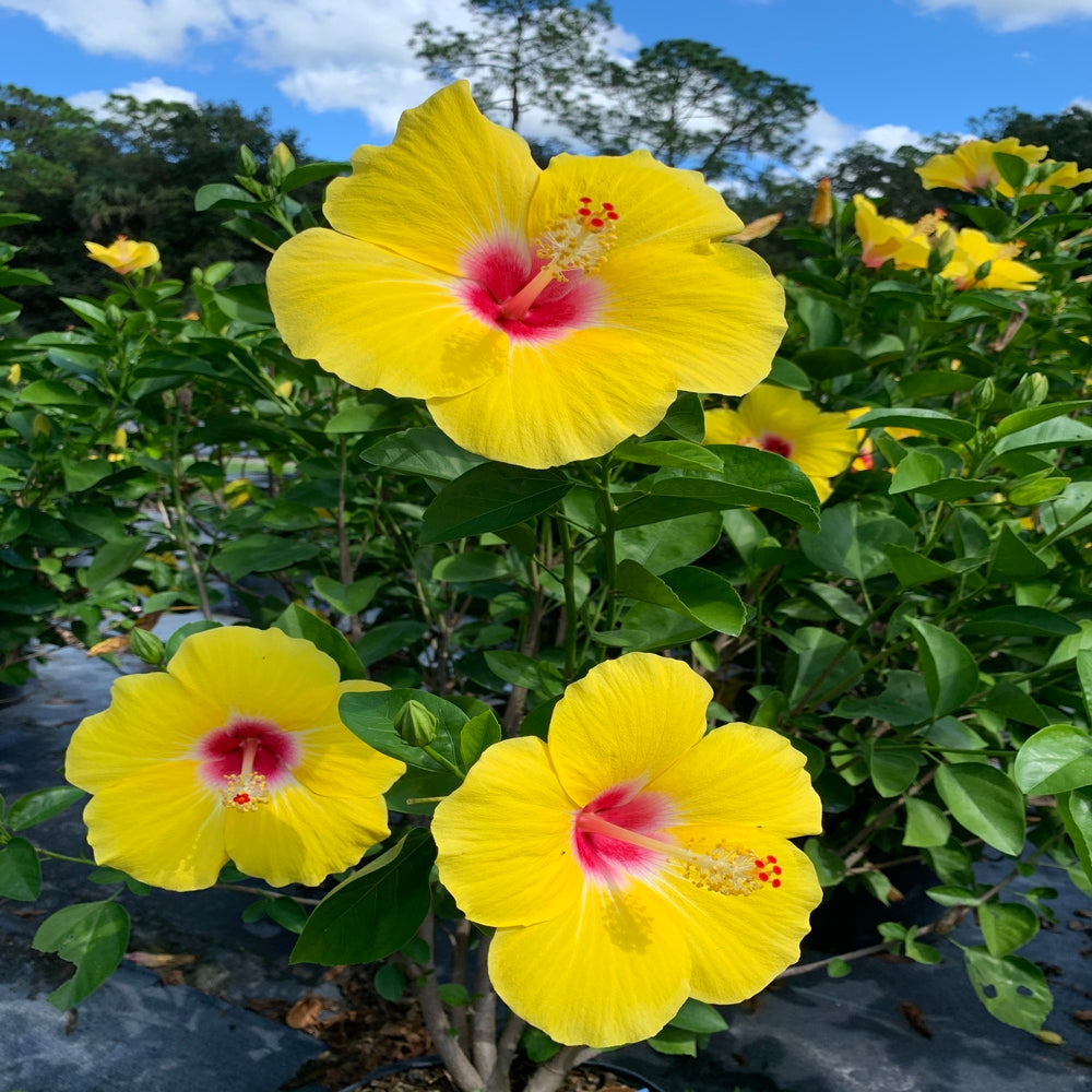 Hibiscus Tropical Yellow (Yellow Flowers) in 10 in. (3 Gal.) Grower Pot