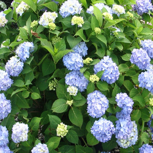 Hydrangea Nikko Blue (Blue Flowers) in 10 in. (3 Gal.) Grower Pot