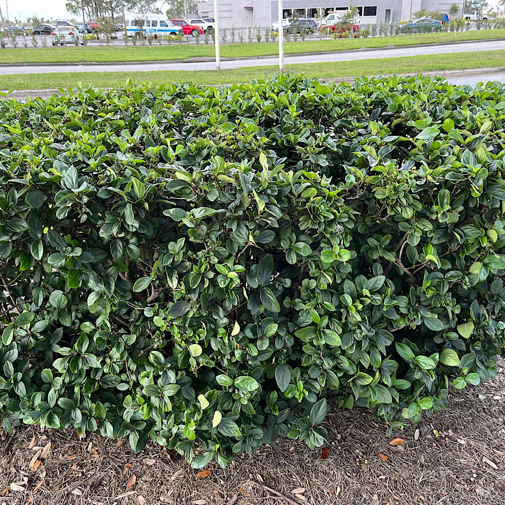 Rhaphiolepis Indian Hawthorn Flowering Shrub (White Flowers) in 10 in. (3 Gal.) Grower Pot