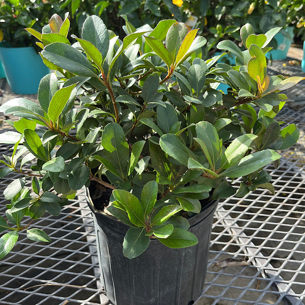 Rhaphiolepis Indian Hawthorn Flowering Shrub (White Flowers) in 10 in. (3 Gal.) Grower Pot