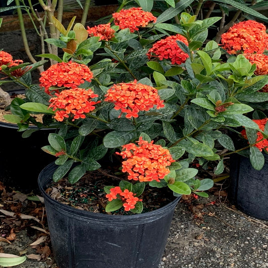 Ixora Maui Red Flowering Shrub (Red Flowers) in 10 in. (3 Gal.) Grower Pot