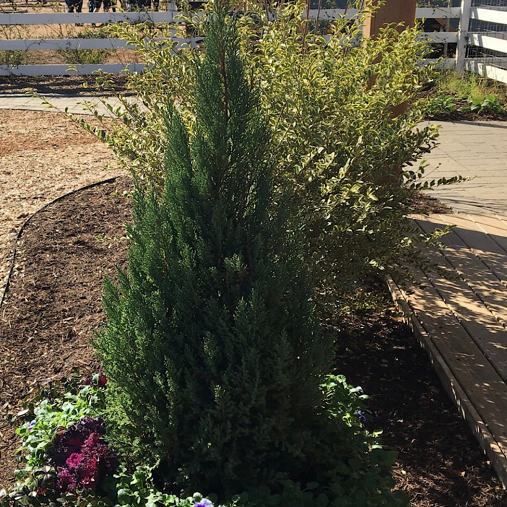 Juniperus Juniper Blue Point Shrub in 10 in. (3 Gal.) Grower Pot