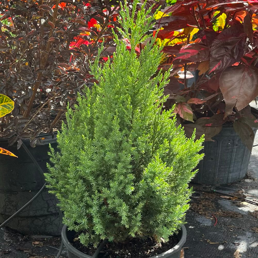 Juniperus Juniper Blue Point Shrub in 10 in. (3 Gal.) Grower Pot
