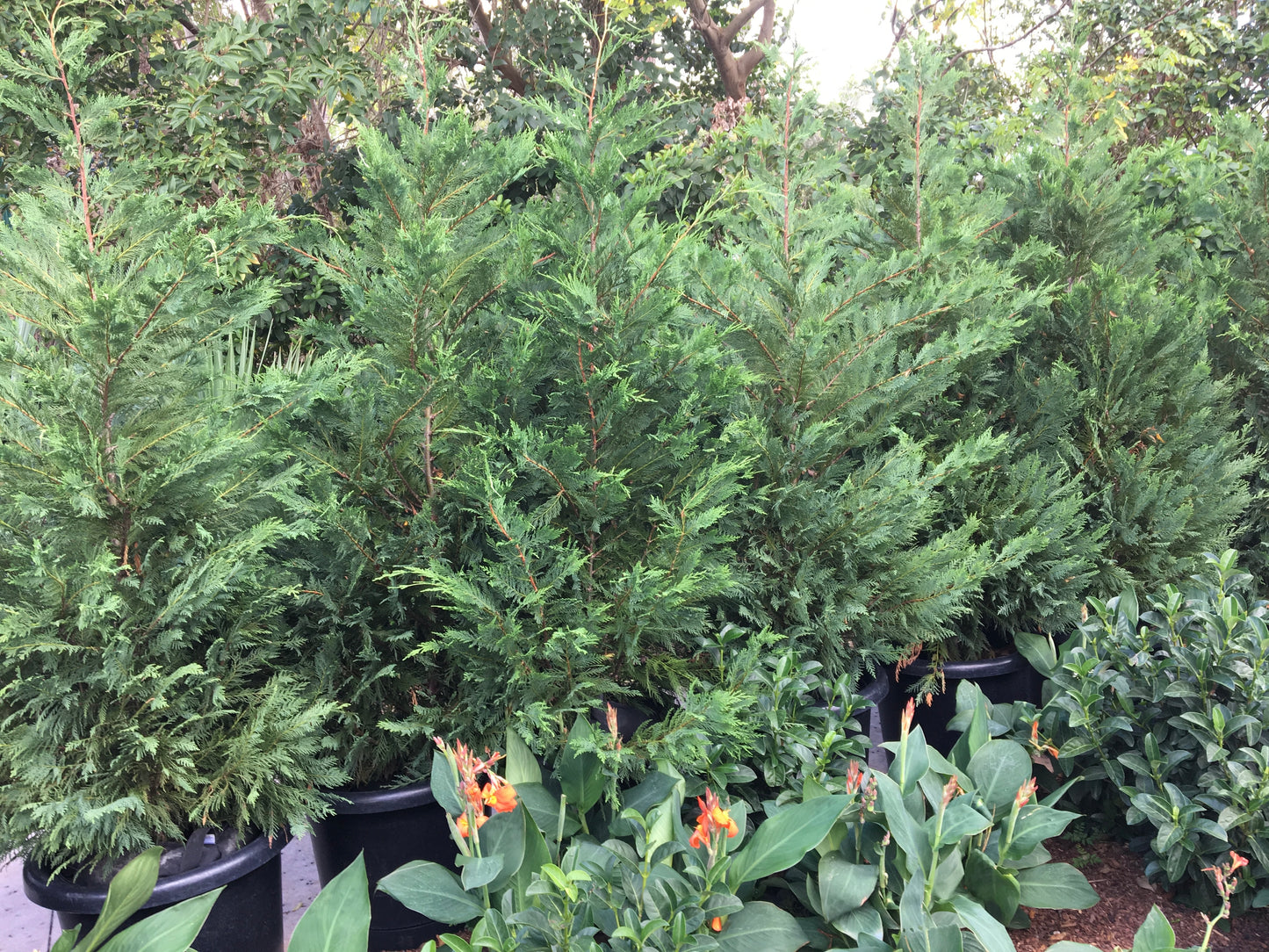 Cupressocyparis Leyland Cypress Shrub in a 10 in. (3 Gal.) Grower Pot