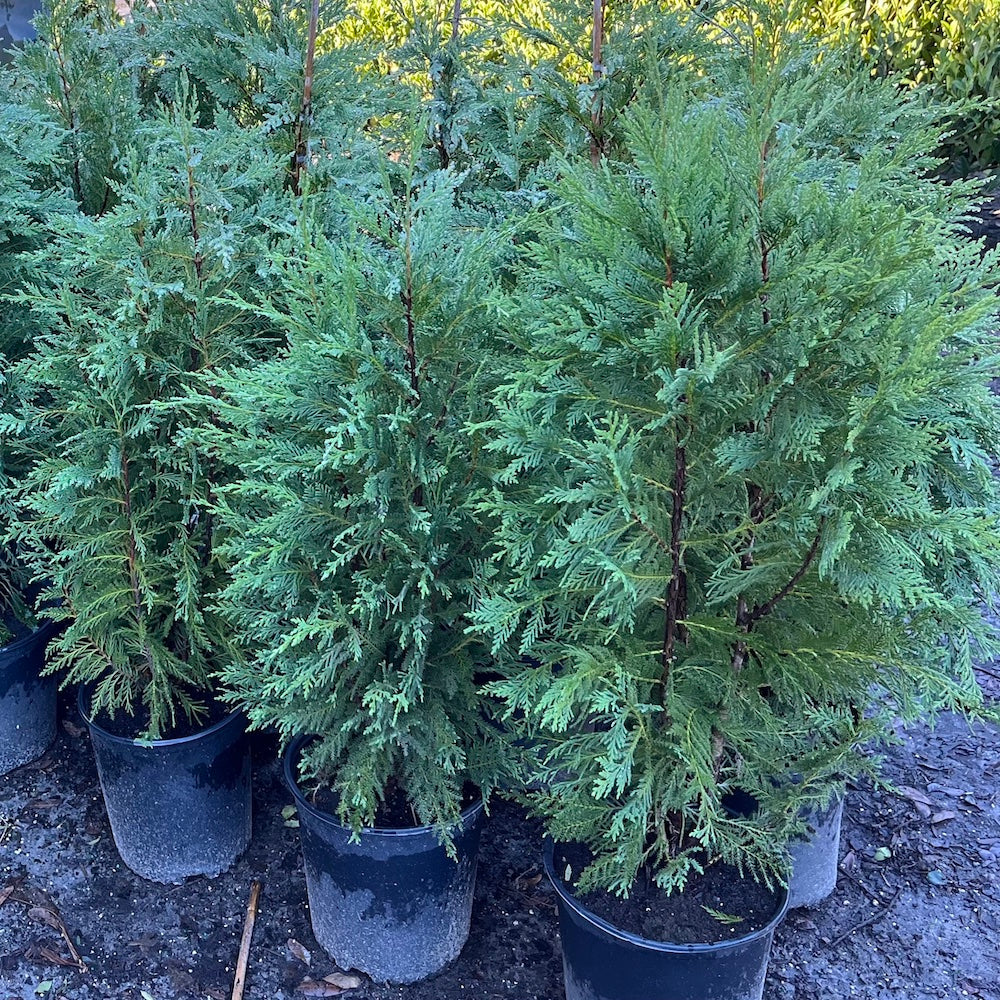 Cupressocyparis Leyland Cypress Shrub in a 10 in. (3 Gal.) Grower Pot