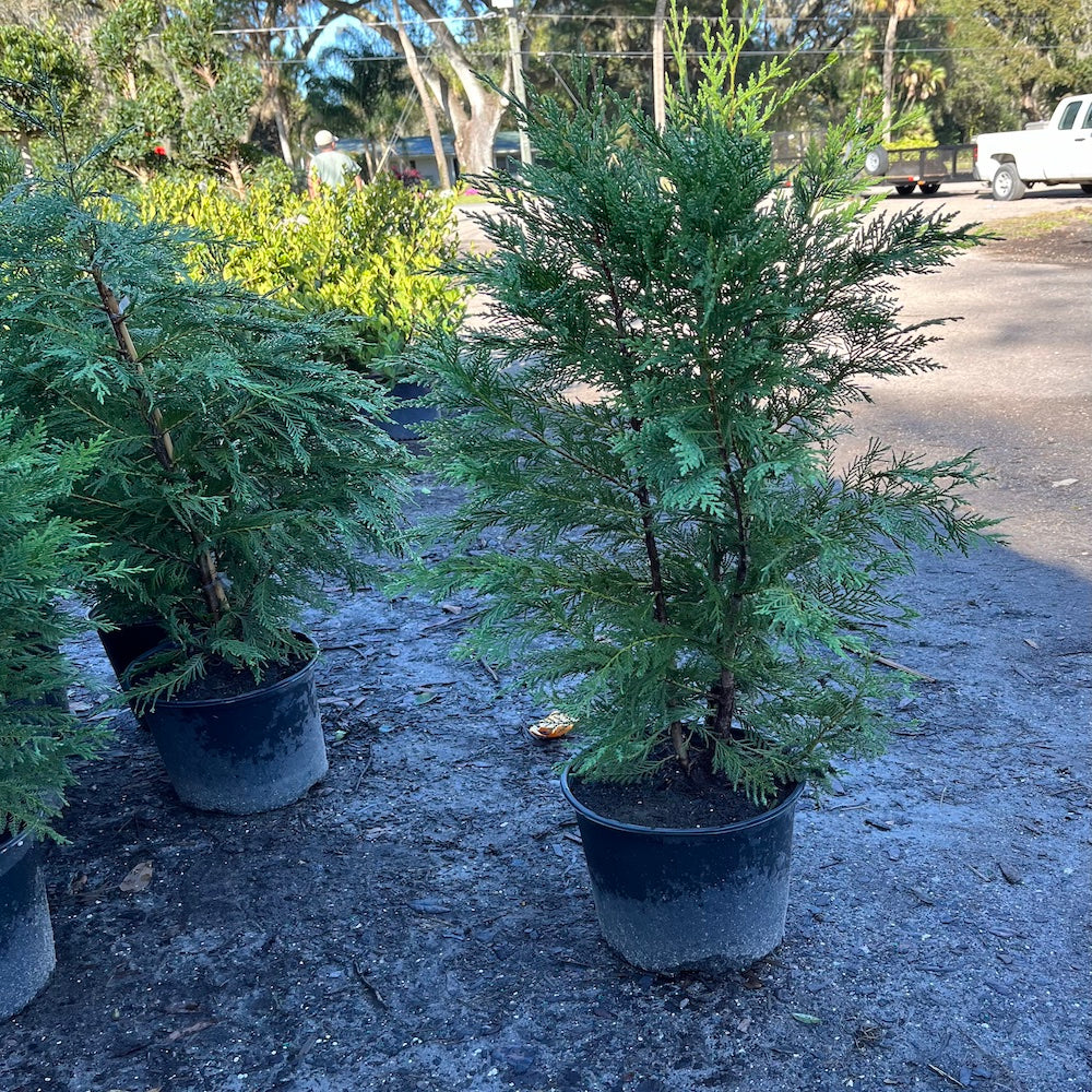 Cupressocyparis Leyland Cypress Shrub in a 10 in. (3 Gal.) Grower Pot