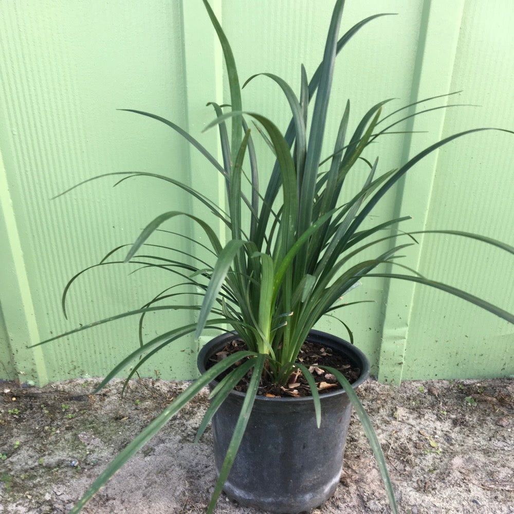 Grass Liriope Blue Turf Lily Plant (Bluish Purple Flowers) in a 6-in. (1 Gal) Grower Pot