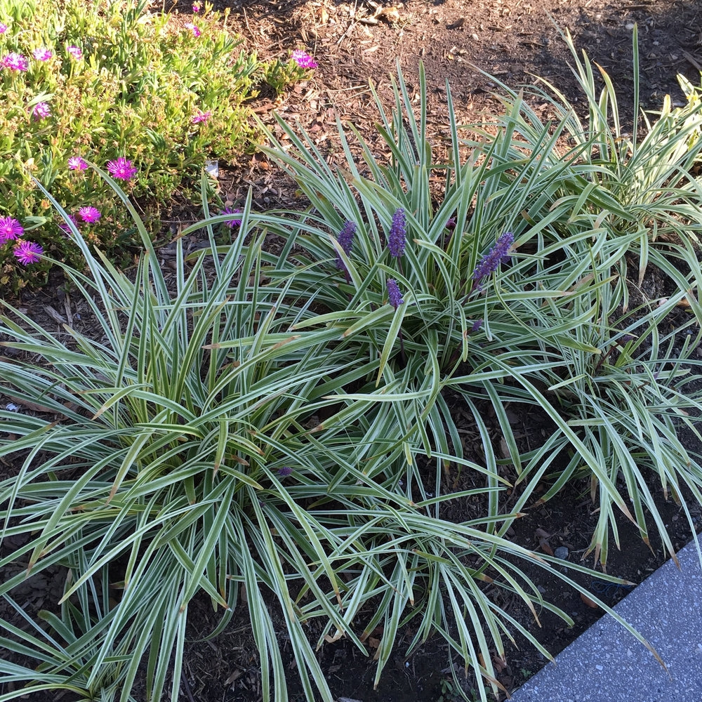 Liriope Variegated Turf Lily Plant (Purple Flowers) in a 6-in. (1 Gal) Grower Pot