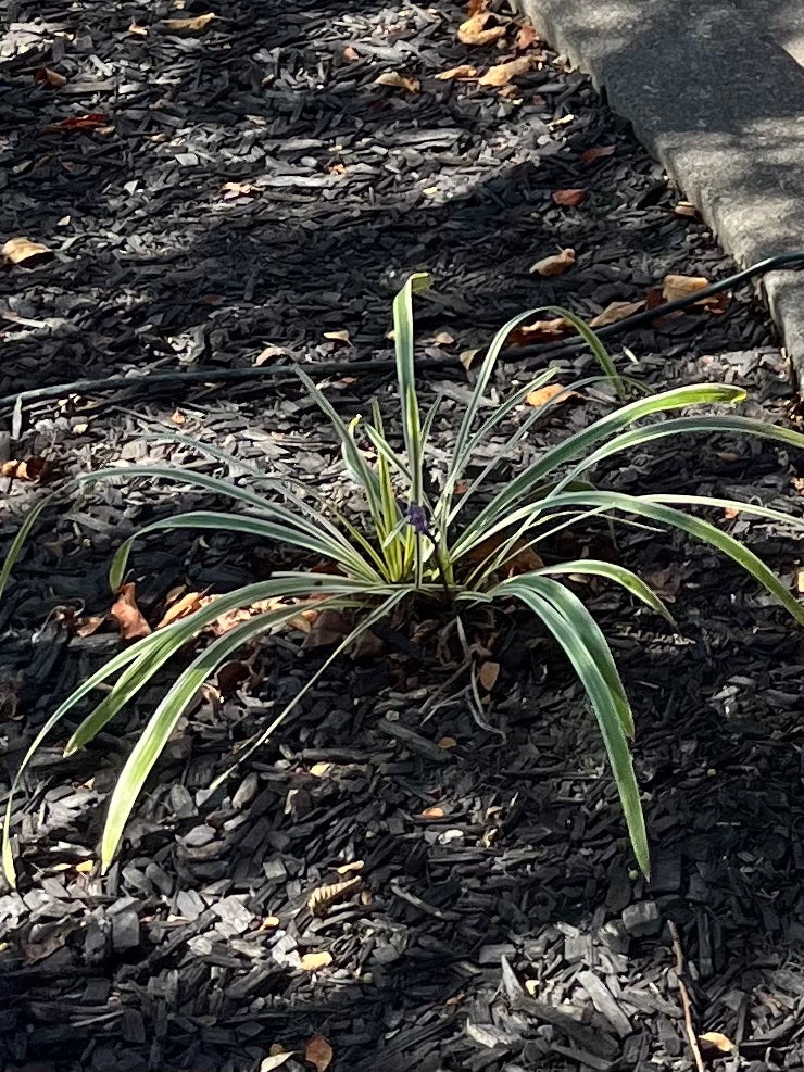 Liriope Variegated Turf Lily Plant (Purple Flowers) in a 6-in. (1 Gal) Grower Pot