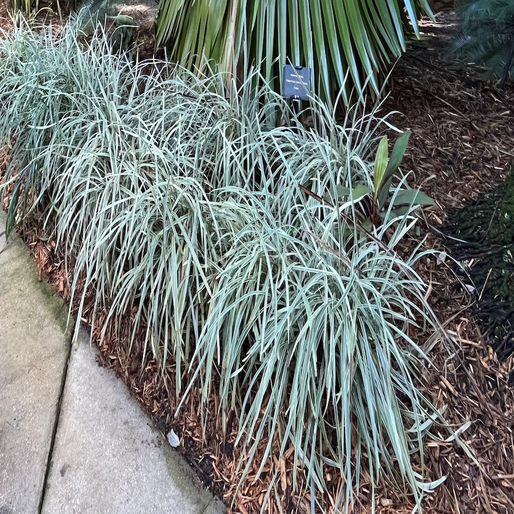 Liriope Variegated Turf Lily Plant (Purple Flowers) in a 6-in. (1 Gal) Grower Pot