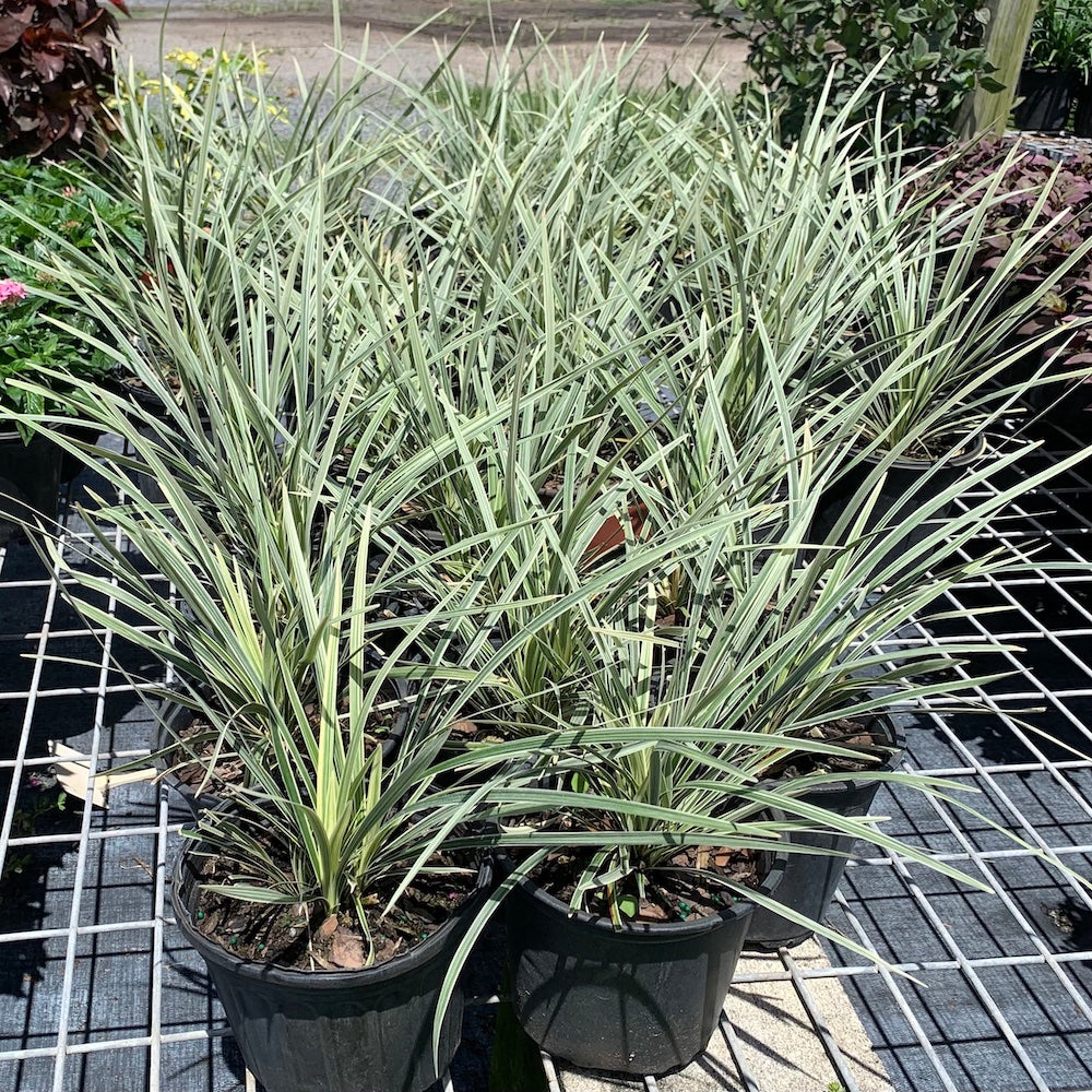 Liriope Variegated Turf Lily Plant (Purple Flowers) in a 6-in. (1 Gal) Grower Pot