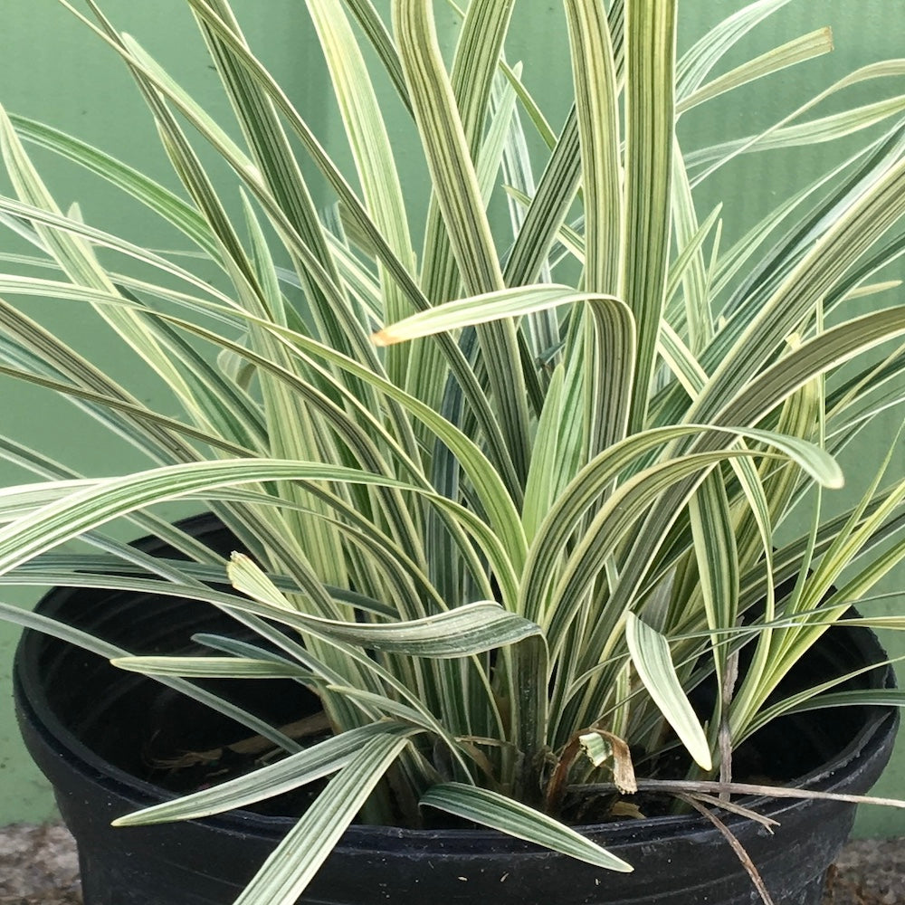Liriope Variegated Turf Lily Plant (Purple Flowers) in a 6-in. (1 Gal) Grower Pot