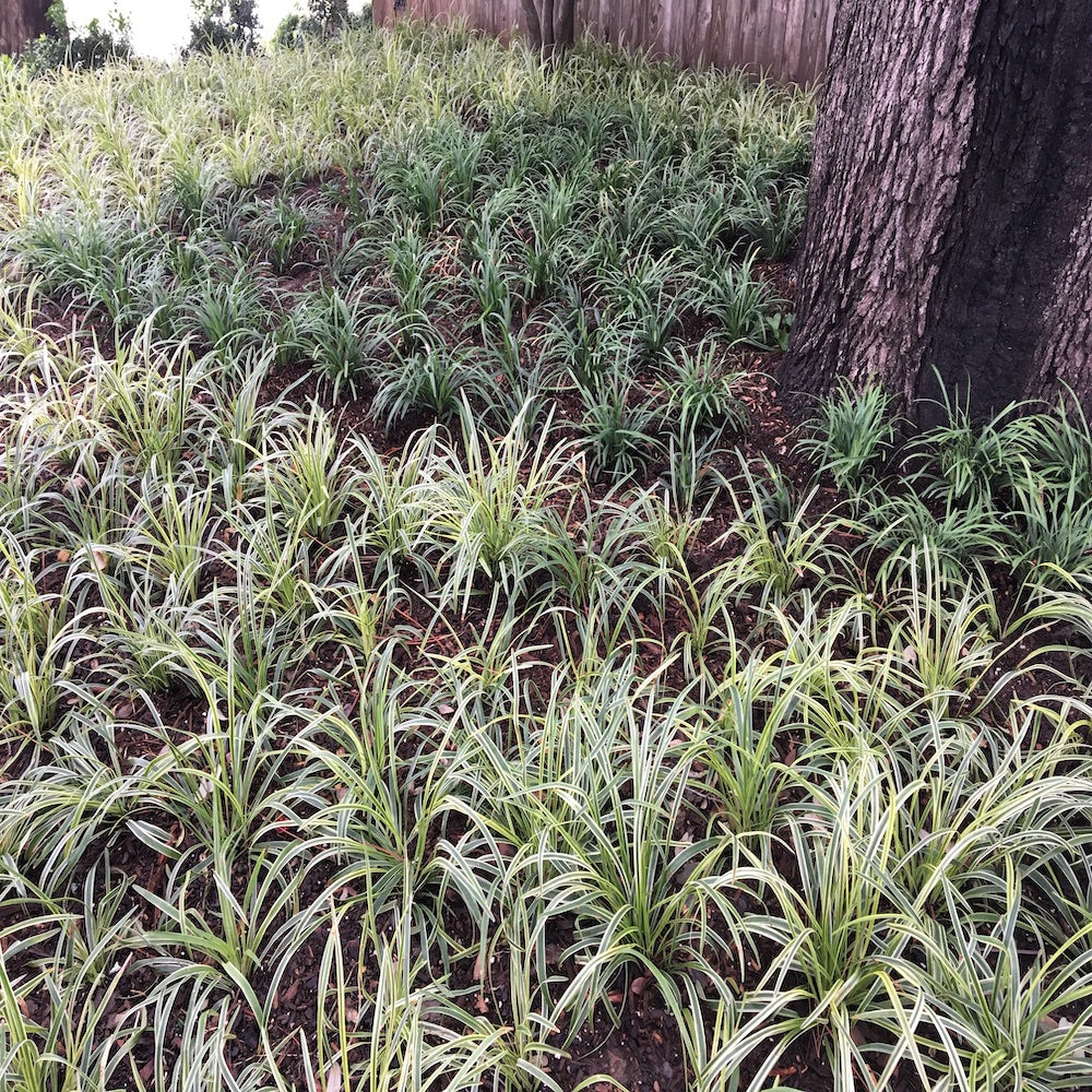 Liriope Variegated Turf Lily Plant (Purple Flowers) in a 6-in. (1 Gal) Grower Pot