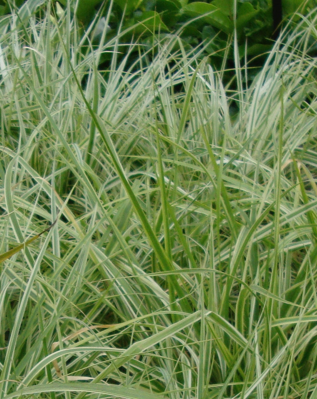 Liriope Variegated Turf Lily Plant (Purple Flowers) in a 6-in. (1 Gal) Grower Pot