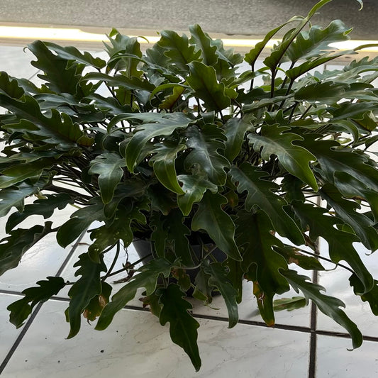 Philodendron Xanadu Plant in 10 in. (3 Gal.) Grower Pot