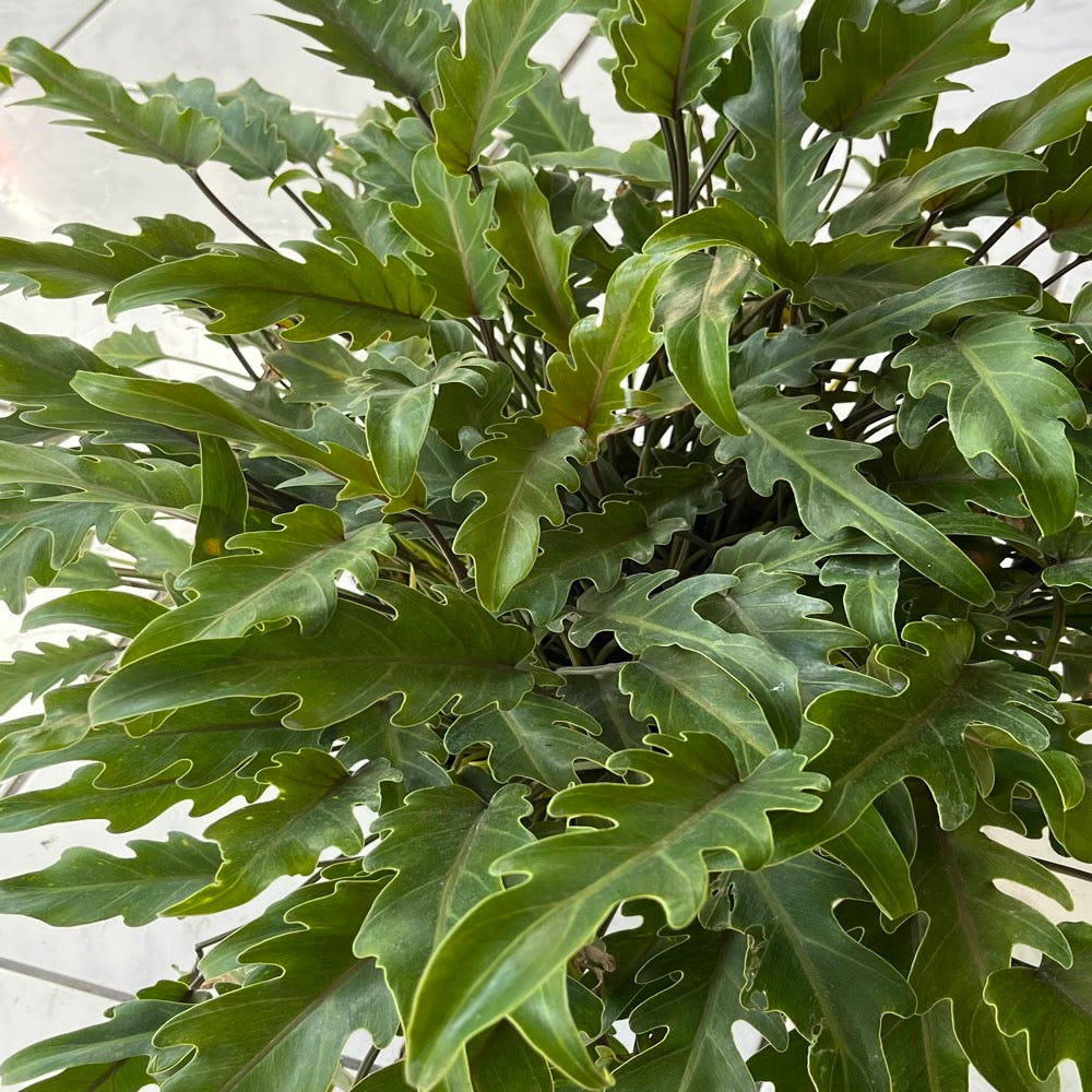Philodendron Xanadu Plant in 10 in. (3 Gal.) Grower Pot