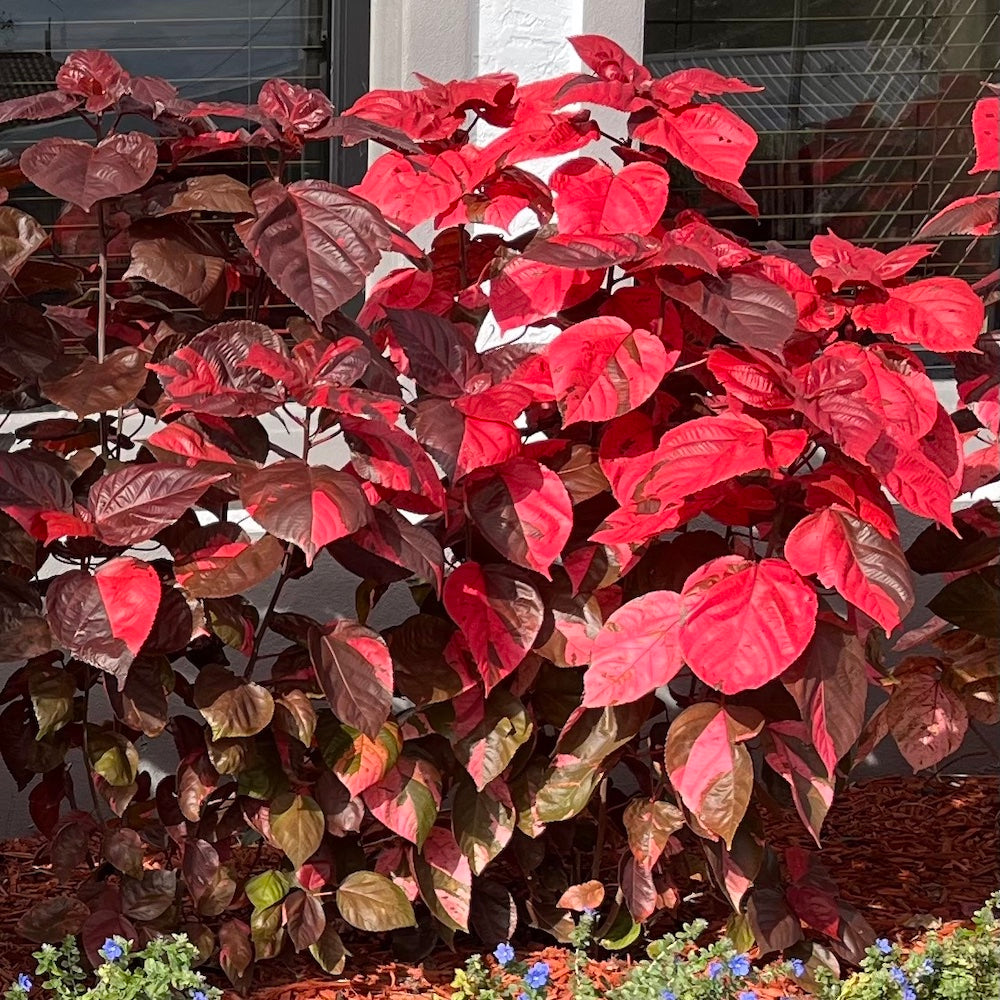 Acalypha Red Copper Shrub (aka Fire Dragon, Jacob's Coat) in a 10 in. (3 Gal.) Grower Pot