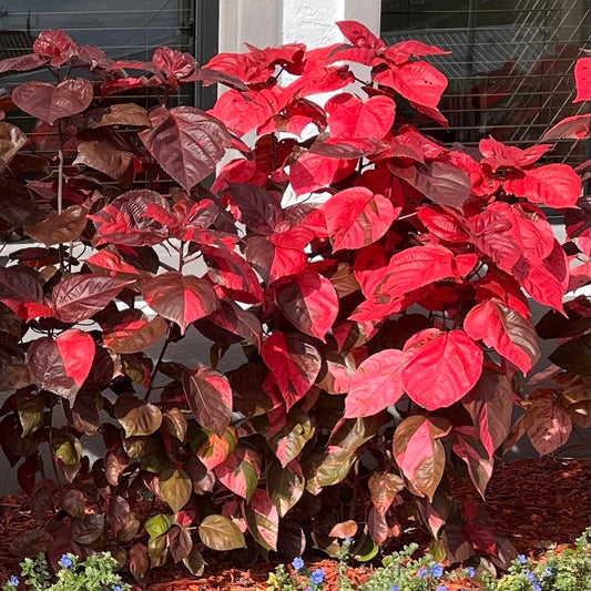 Acalypha Red Copper Shrub (aka Fire Dragon, Jacob's Coat) in a 10 in. (3 Gal.) Grower Pot