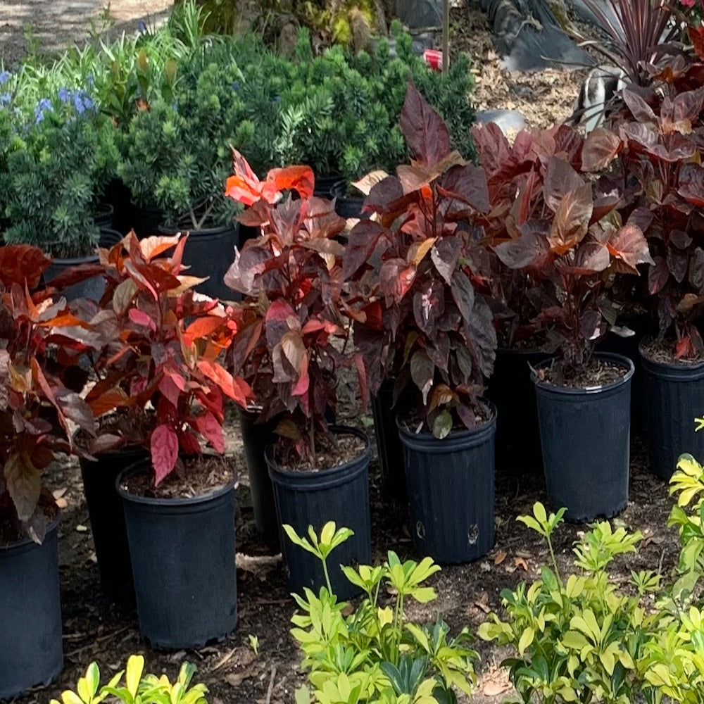 Acalypha Red Copper Shrub (aka Fire Dragon, Jacob's Coat) in a 10 in. (3 Gal.) Grower Pot