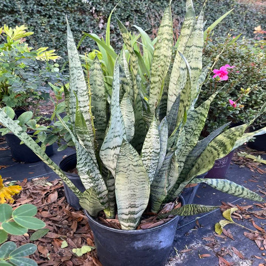 Sansevieria Snake Plant in 10 in. (3 Gal.) Grower Pot