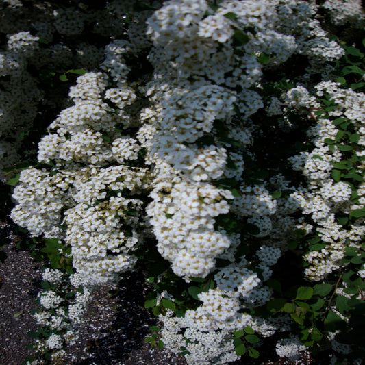 Spirea Bridal Wreath Flowering Shrub (White Flowers) in a 10 in. (3 Gal.) Grower Pot
