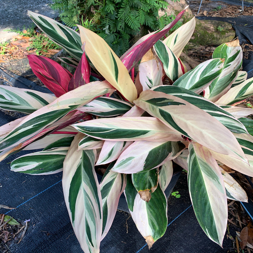 Stromanthe Triostar Plant in 10 in. (3 Gal.) Grower Pot