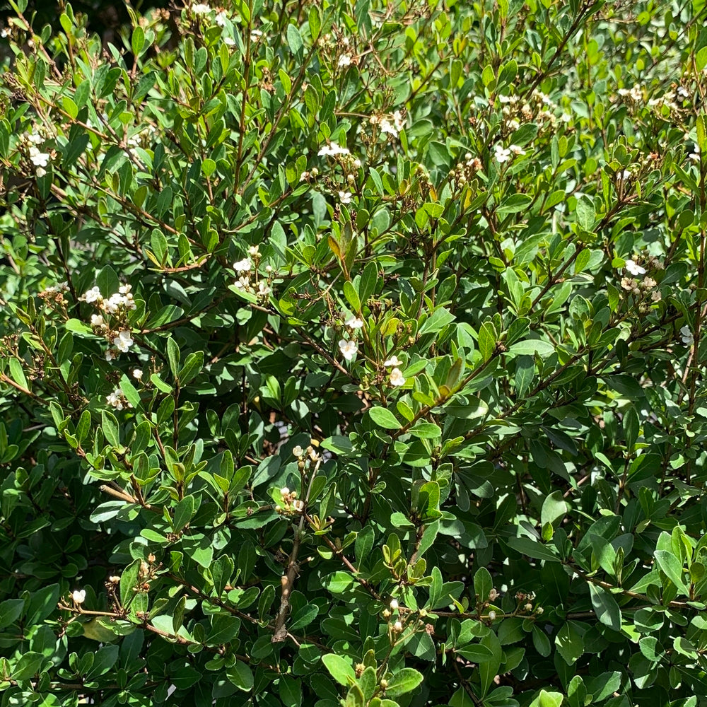 Viburnum Dwarf Mrs. Schiller's Delight Flowering Shrub (White Flowers) in 10 in. (3 Gal.) Grower Pot