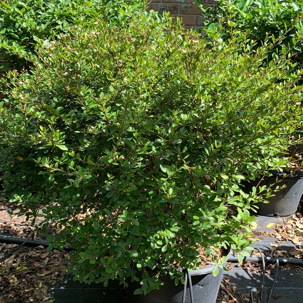 Viburnum Dwarf Mrs. Schiller's Delight Flowering Shrub (White Flowers) in 10 in. (3 Gal.) Grower Pot