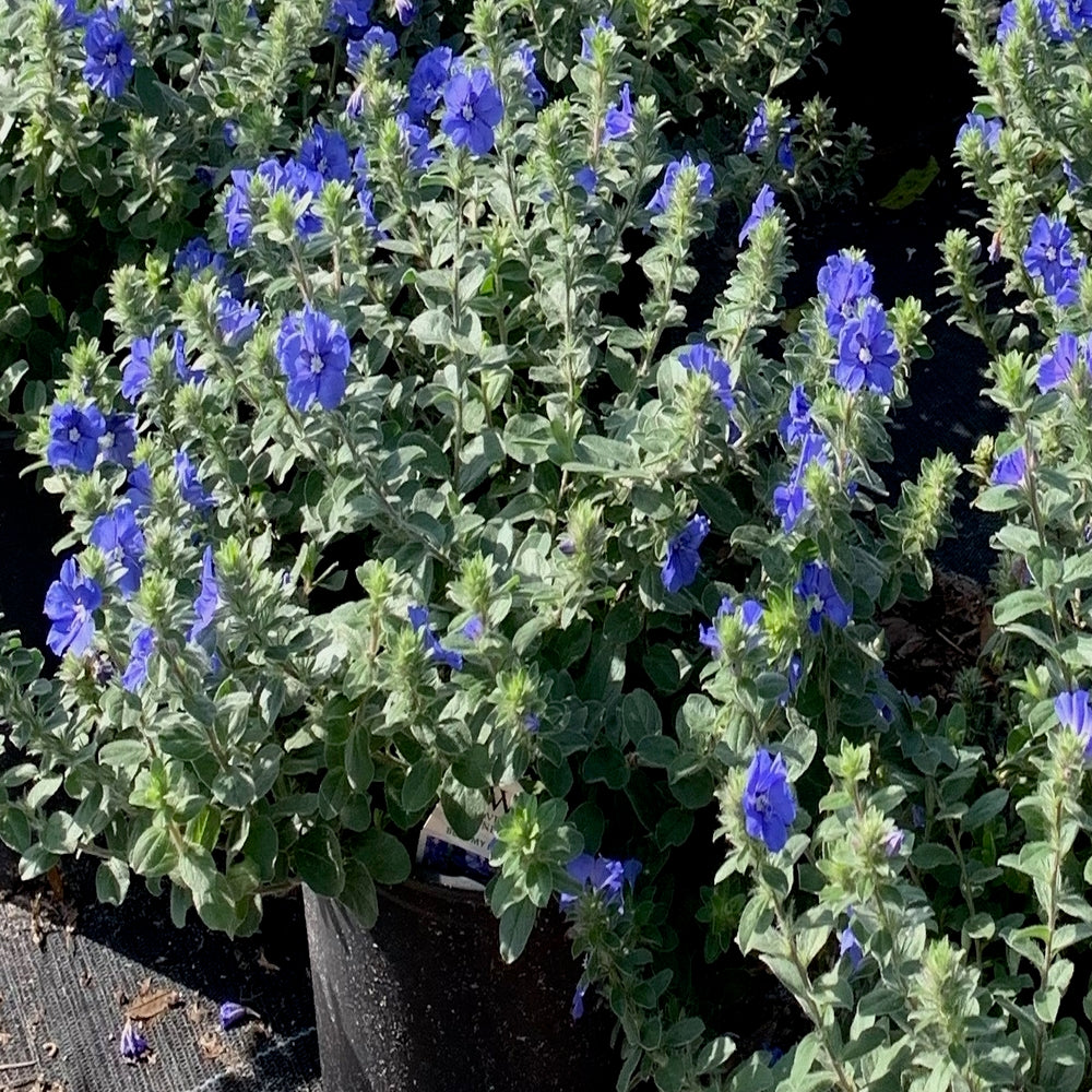 Evolvulus Blue Daze Plant (Blue Flowers) in a 10 in (3 Gal.) Grower Pot