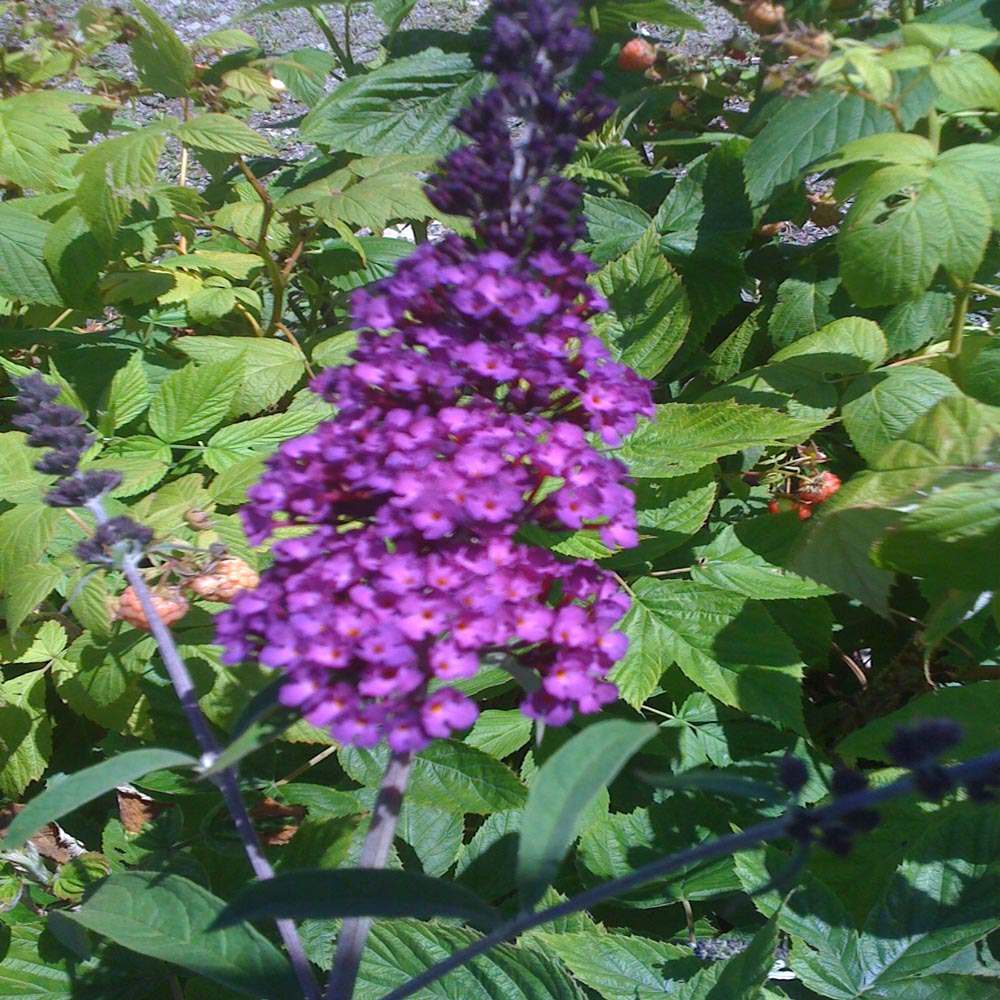 Buddleia Black Knight Butterfly Bush Plant (Purple Flowers) in a 10 in. (3 Gal.) Grower Pot