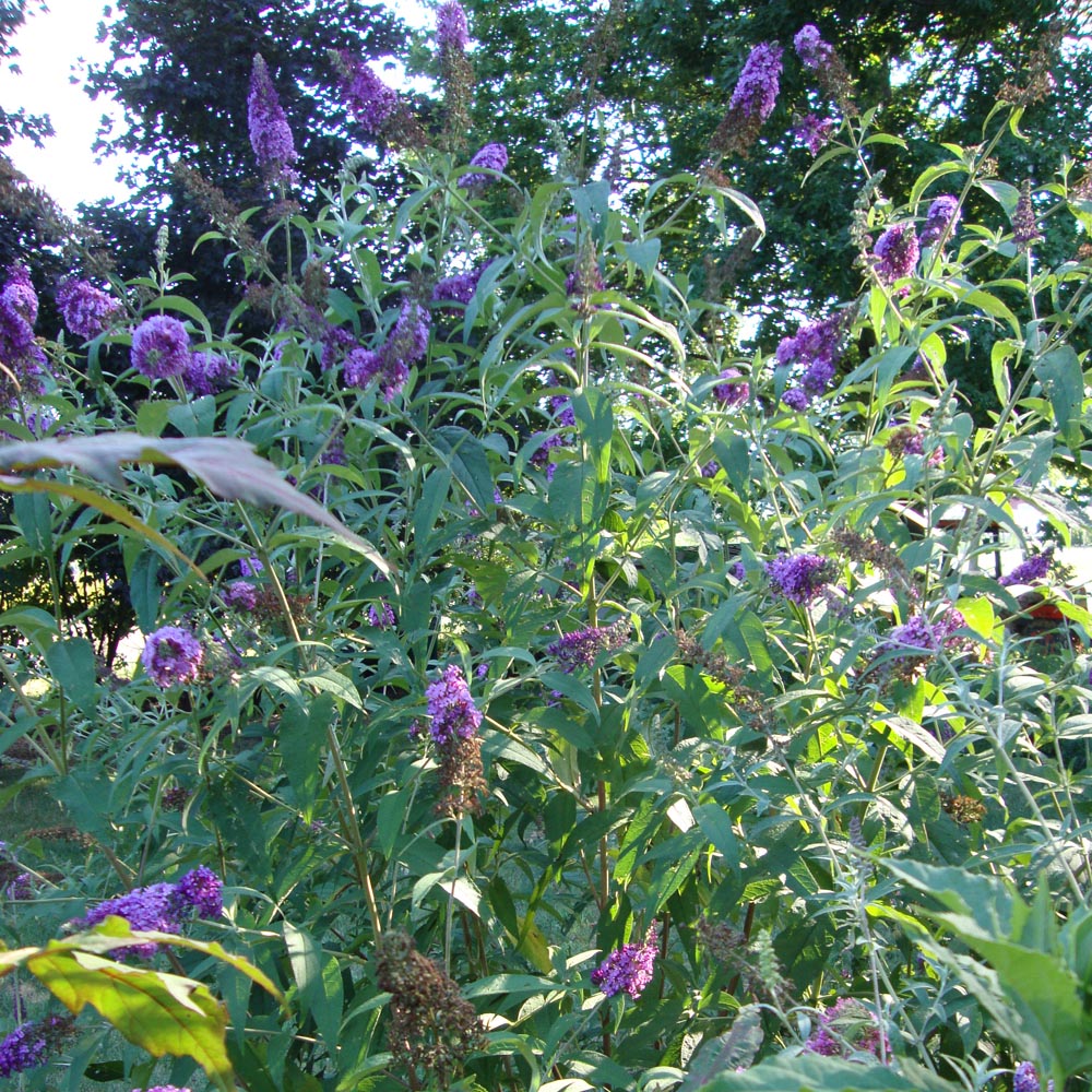 Buddleia Butterfly Bush Black Knight (Purple Flowers) in a 10 in. (3 Gal.) Grower Pot