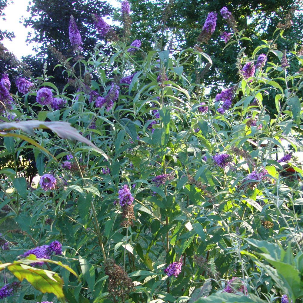 Buddleia Black Knight Butterfly Bush Plant (Purple Flowers) in a 10 in. (3 Gal.) Grower Pot