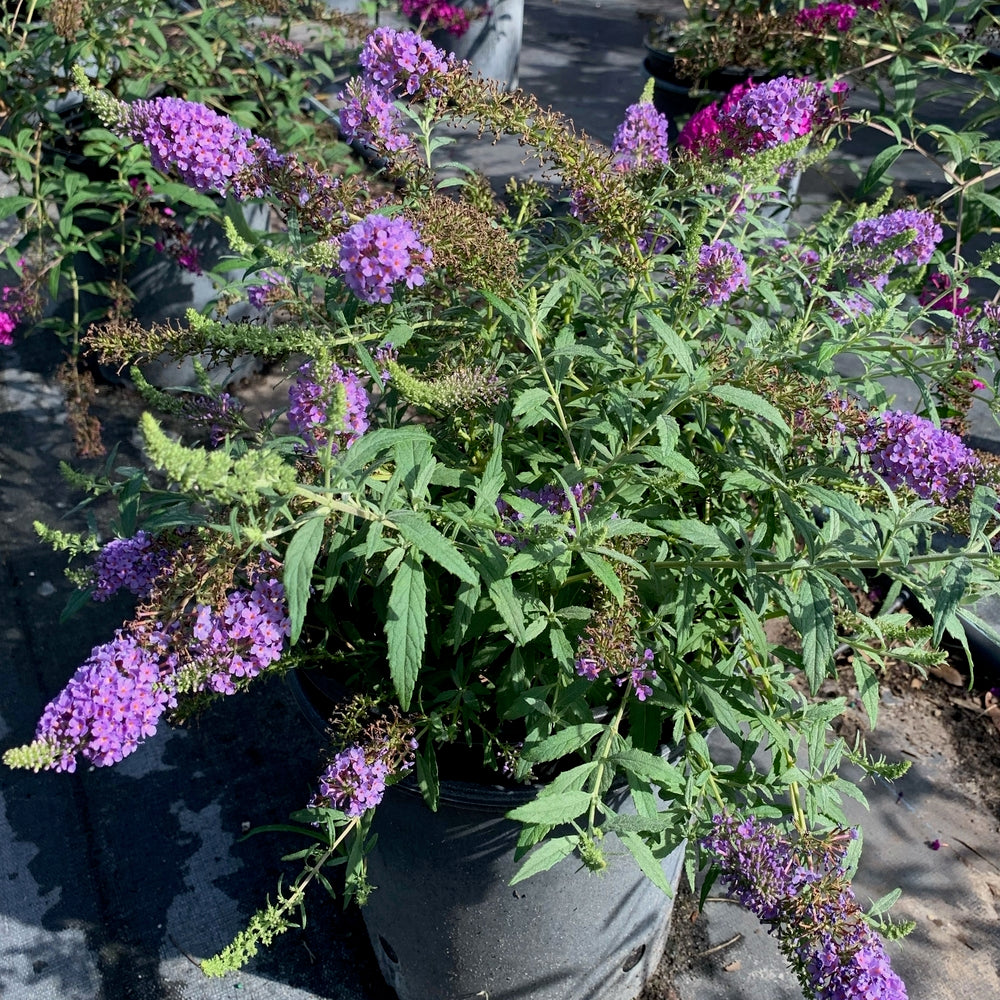 Buddleia Butterfly Bush Buzz Sky Blue Flowering Shrub (Lavender Blue Flowers) in 10 in. (3 Gal.) Grower Pot