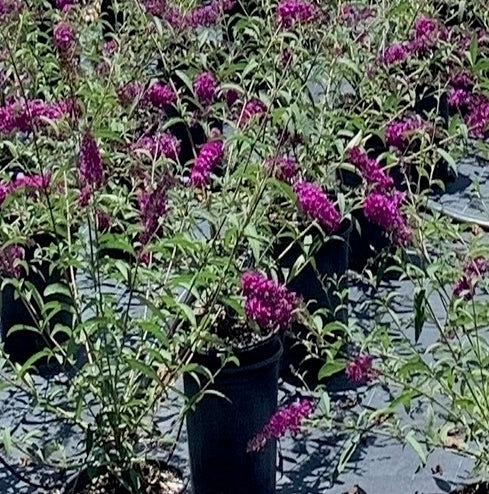 Buddleia Butterfly Bush Buzz Hot Raspberry Flowering Shrub (Magenta Flowers) in 10 in. (3 Gal.) Grower Pot