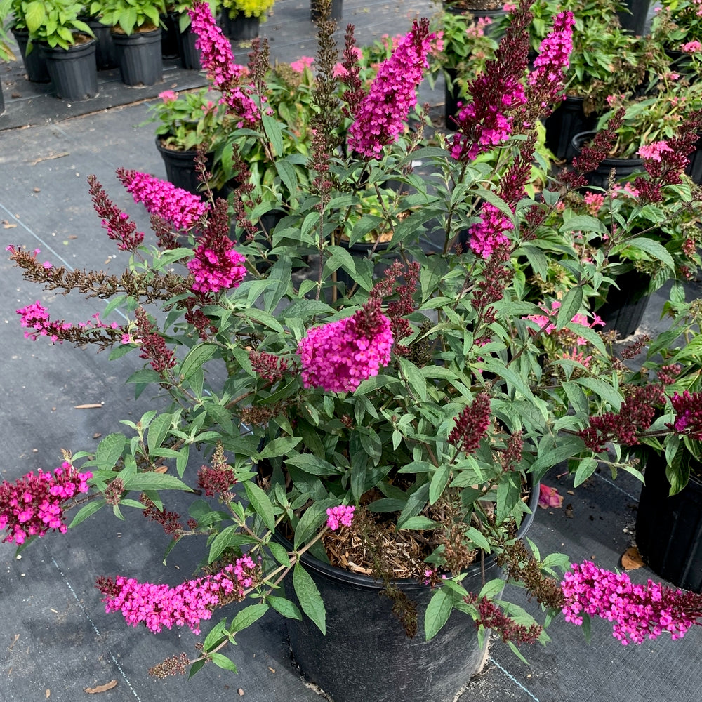 Buddleia Butterfly Bush Buzz Hot Raspberry Flowering Shrub (Magenta Flowers) in 10 in. (3 Gal.) Grower Pot