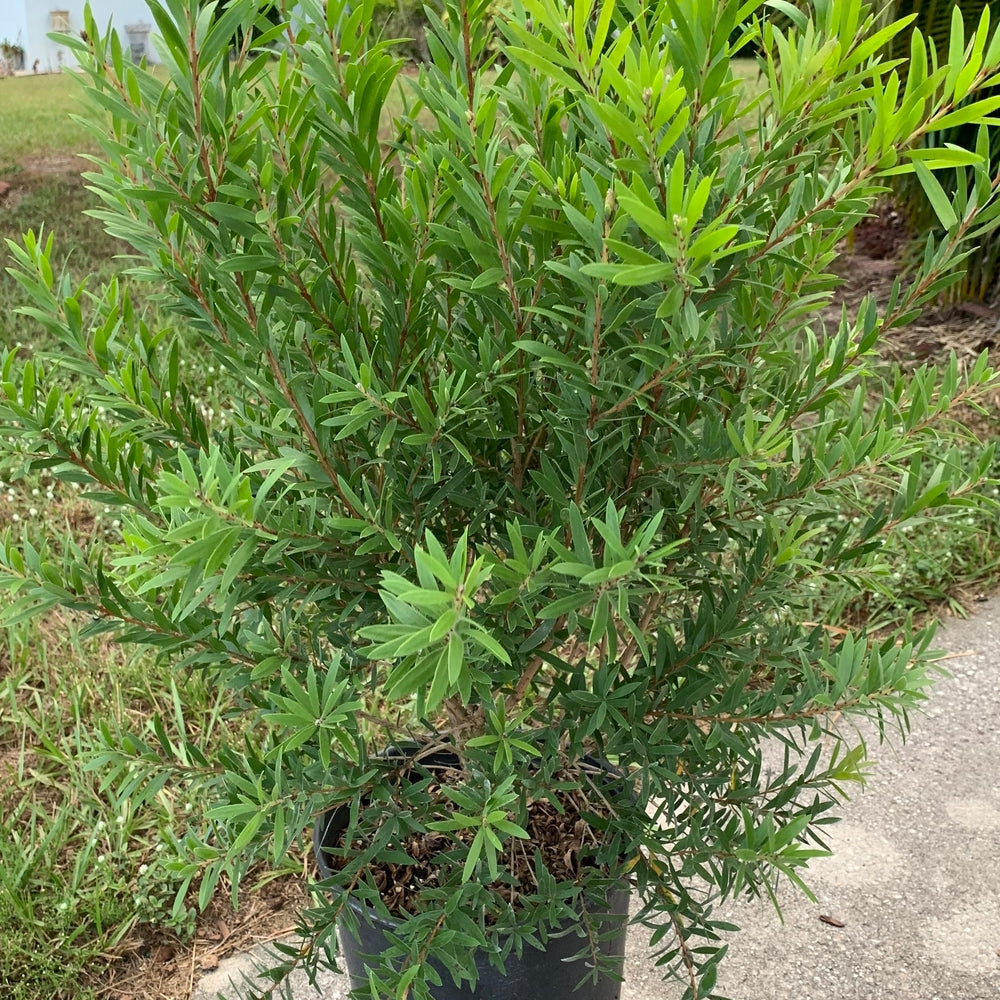 Callistemon Bottlebrush Dwarf Little John Shrub (Red Flowers) in 10 in. (3 Gal.) Grower Pot