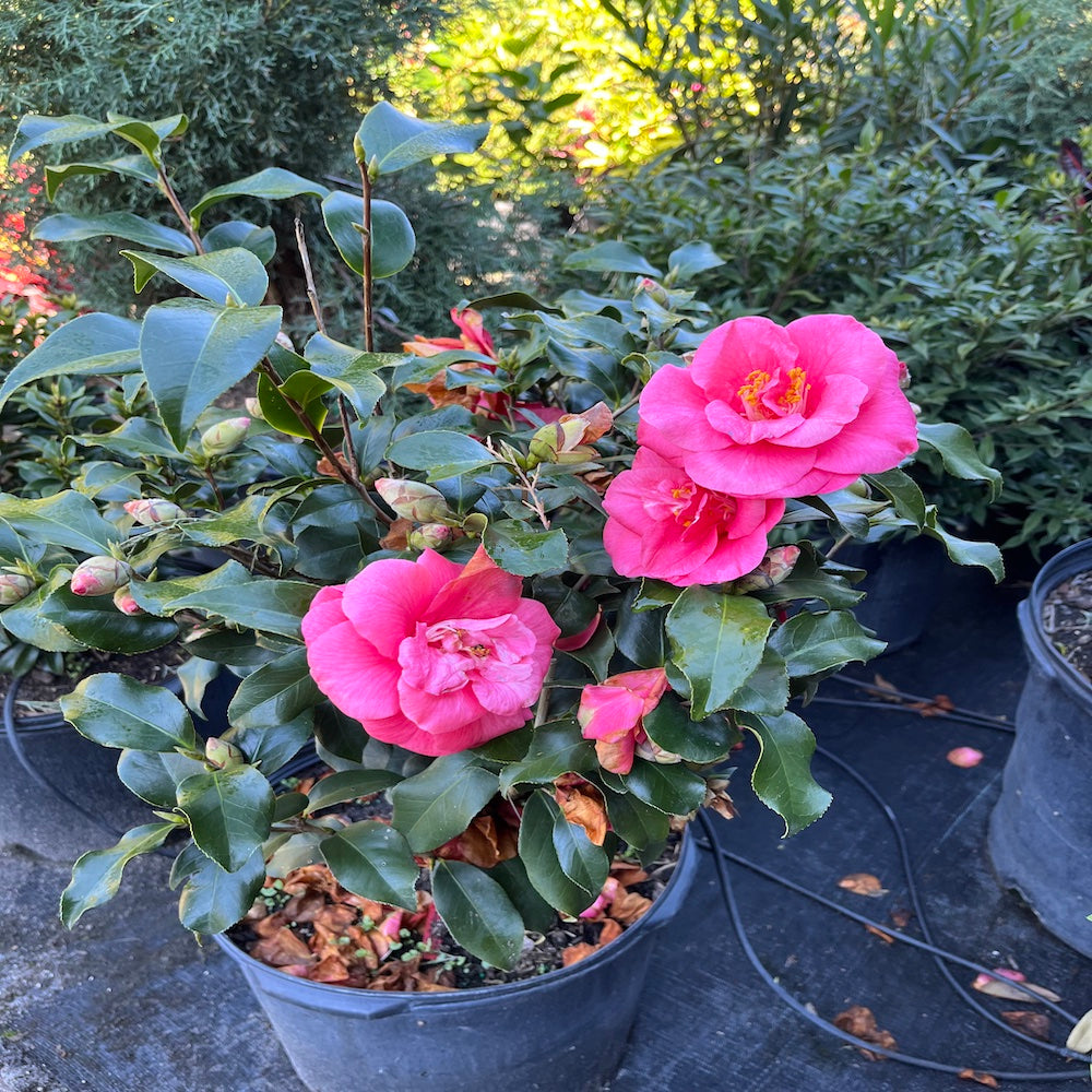 Camellia Sasanqua Kanjiro Flowering Shrub (Cerise Pink Flowers) in a 10 in. (3 Gal.) Grower Pot