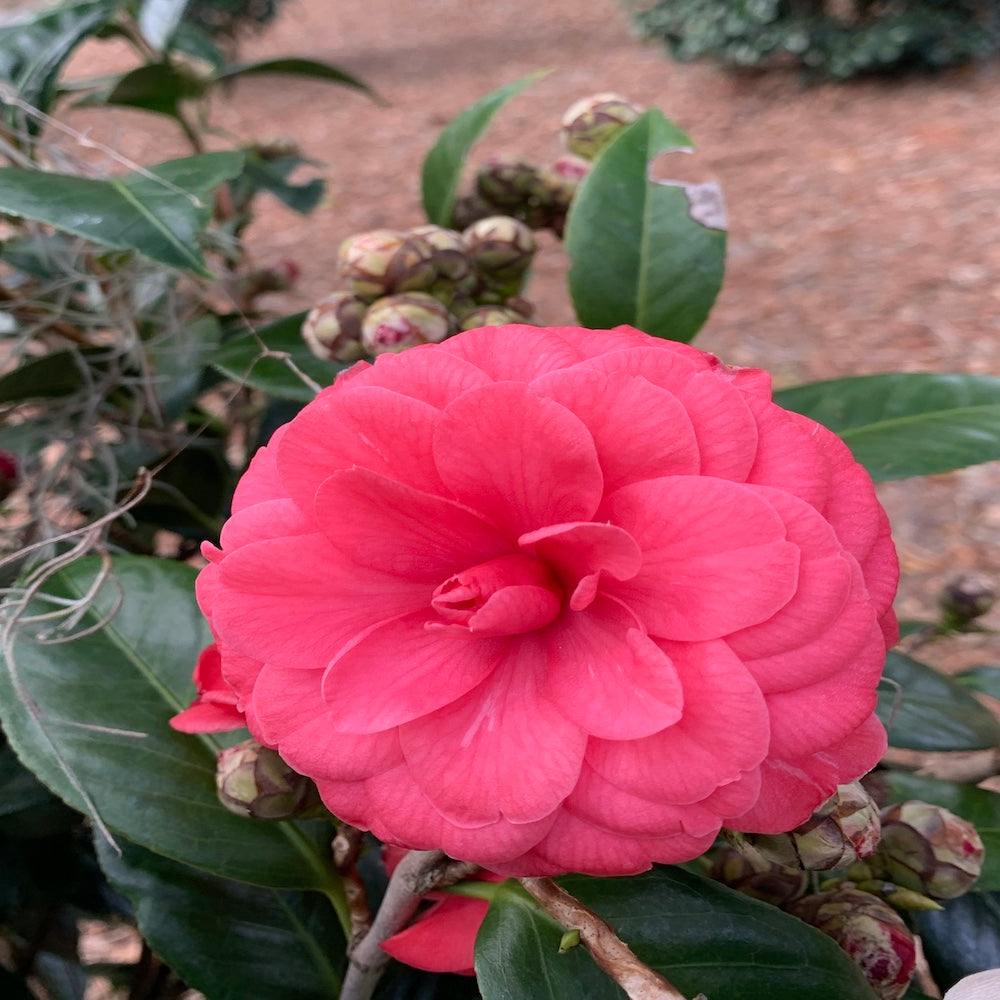 Camellia Japanese Rosea Plena Flowering Shrub (Vibrant Pink Flowers) in a 10 in. (3 Gal.) Grower Pot