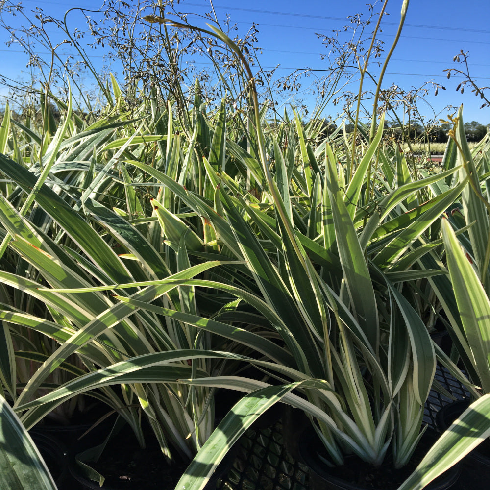 Dianella Flax Lily Plant in a 6 in. (1 Gal.) Grower Pot