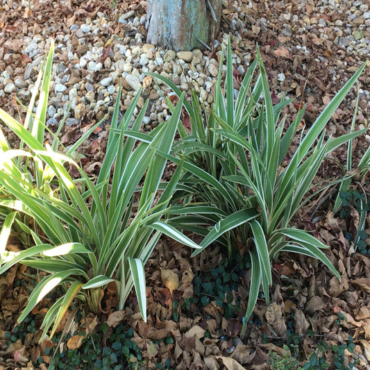 Dianella Flax Lily in a 6 in. (1 Gal.) Grower Pot
