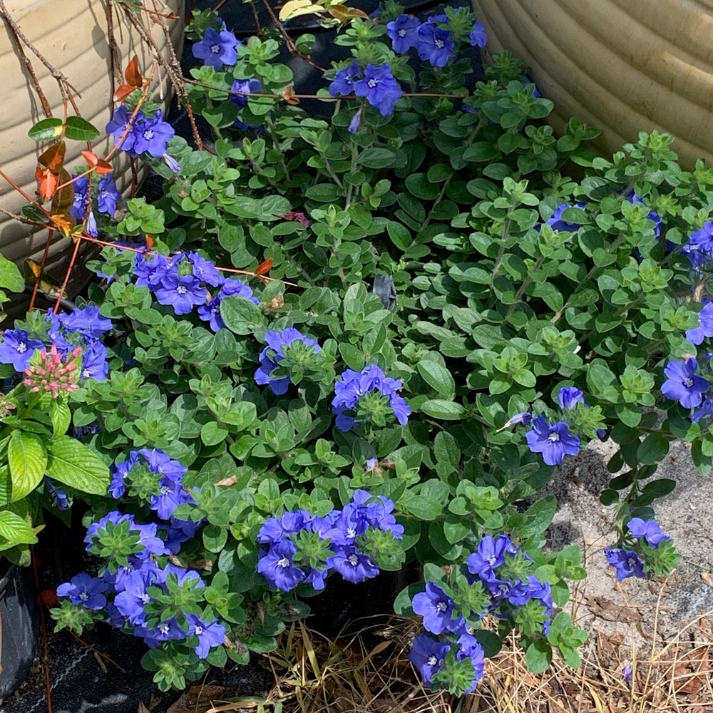 Evolvulus Blue Daze Plant (Blue Flowers) in a 10 in (3 Gal.) Grower Pot