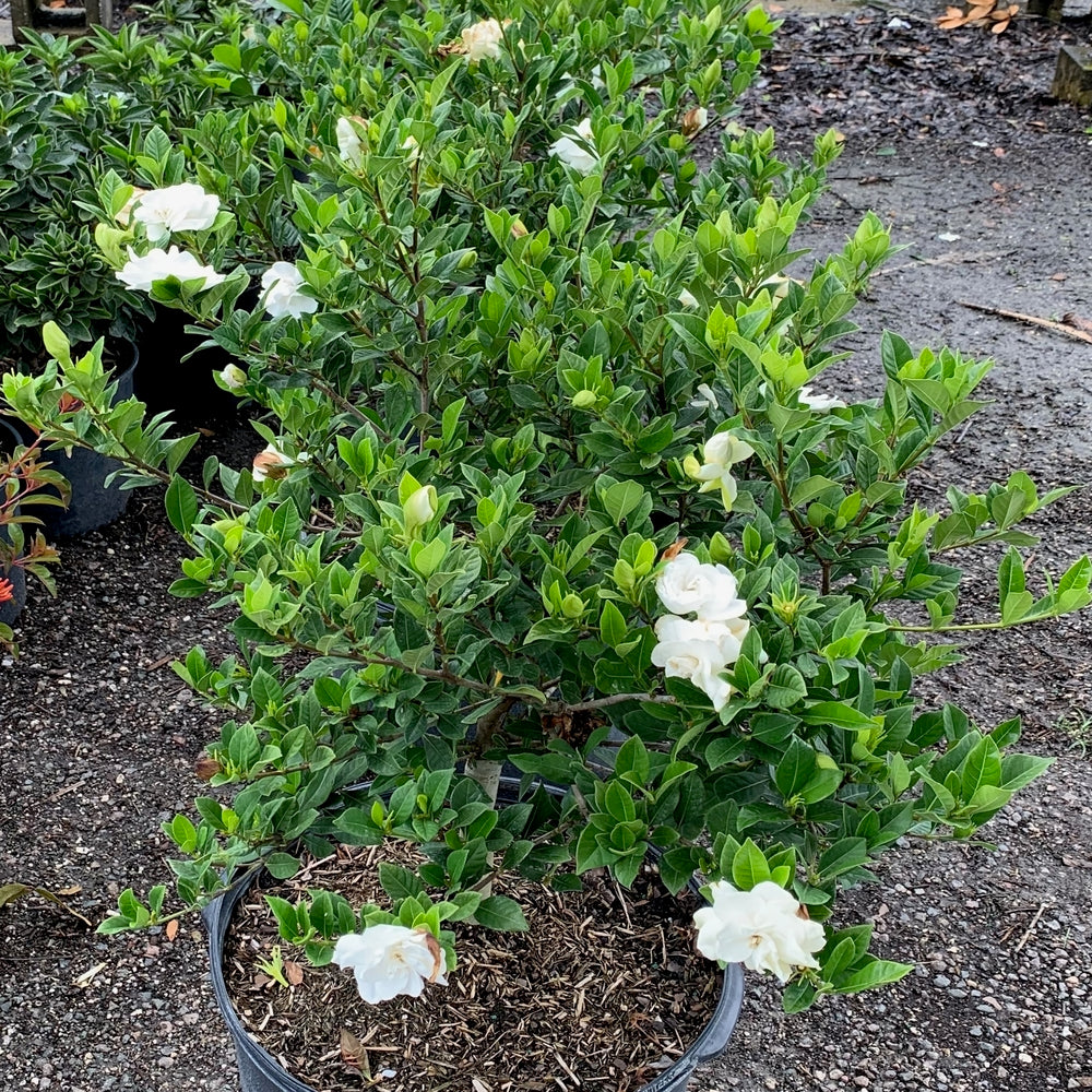 Gardenia Veitchii Flowering Shrub (White Blooms) in 10 in. (3 Gal.) Grower Pot