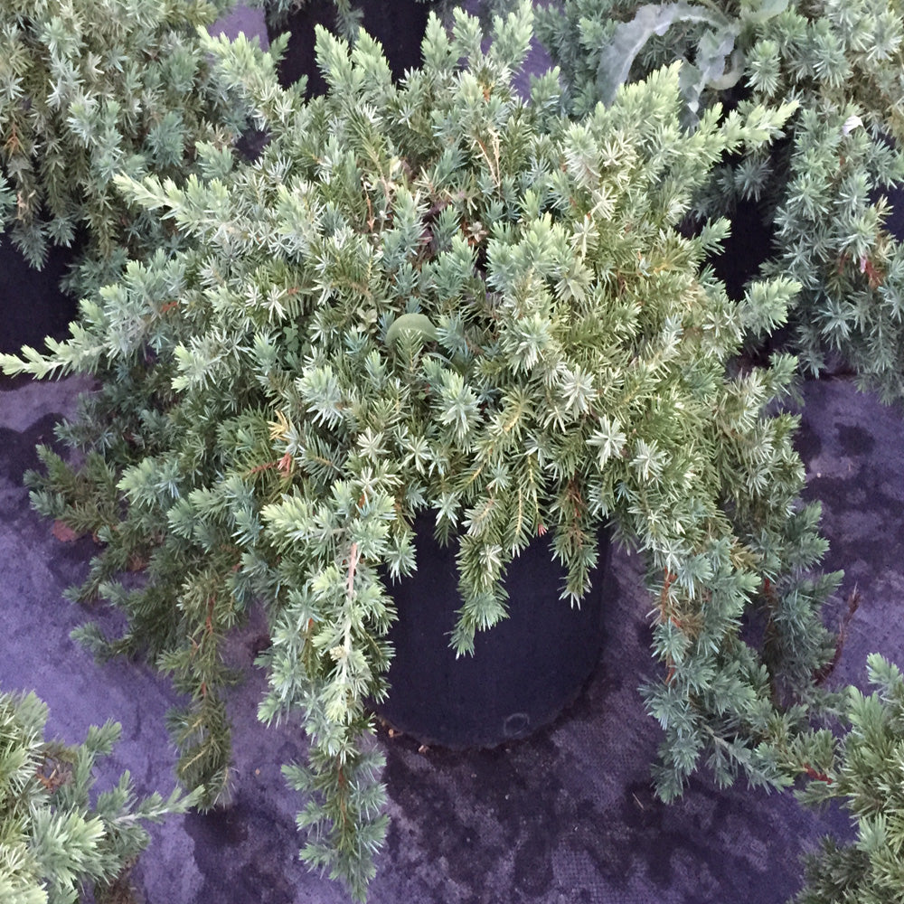 Juniper Blue Pacific Shrub in a 10 in. (3 Gal.) Grower Pot