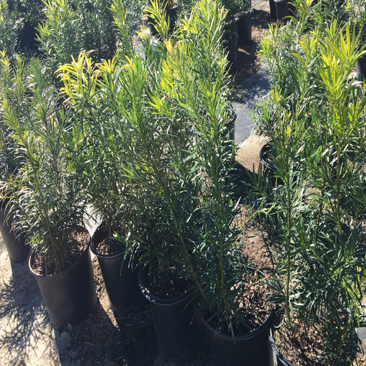 Podocarpus Yew Plum Pine Shrub in a 10 in. (3 Gal.) Grower Pot