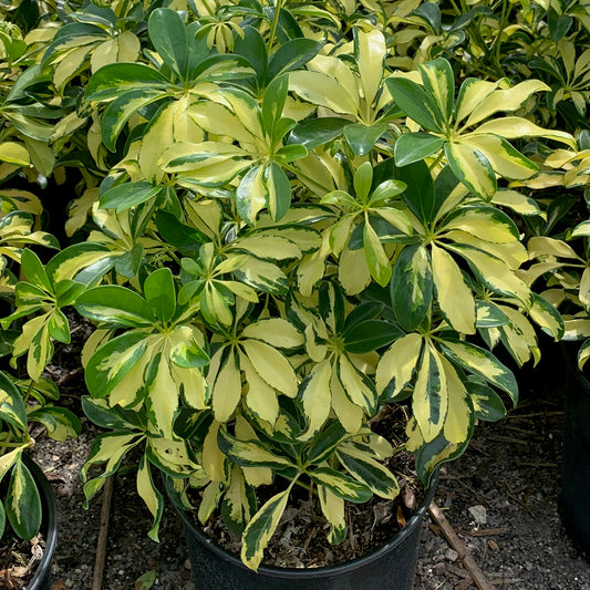 Schefflera Trinette Shrub in 10 in. (3 Gal.) Grower Pot